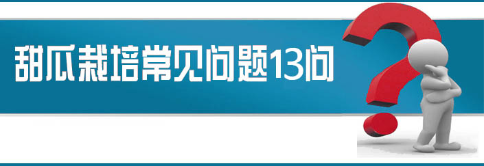 蔬菜種子栽培技術(shù)-<strong><font color='#006428'>甜瓜栽培常見(jiàn)問(wèn)題13問(wèn)？</font></strong>