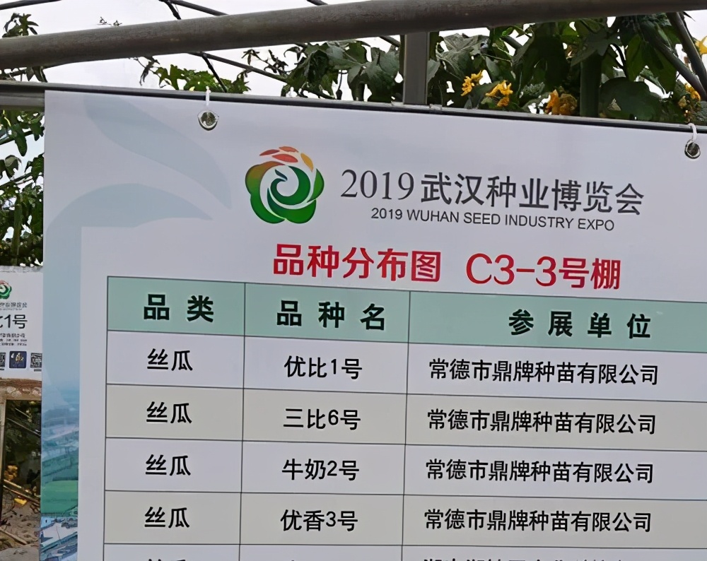 這個(gè)絲瓜畝產(chǎn)可達(dá)8000公斤，菜農(nóng)2021年致富的絲瓜品種