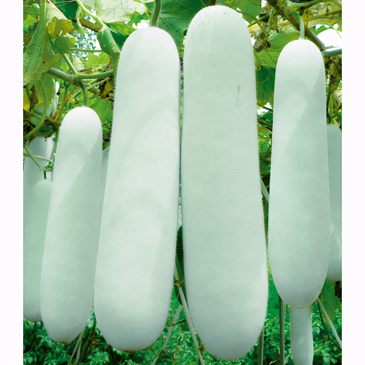 這個(gè)冬瓜品種放1年不壞，口感脆甜，多年科研就為打造這1個(gè)爆品