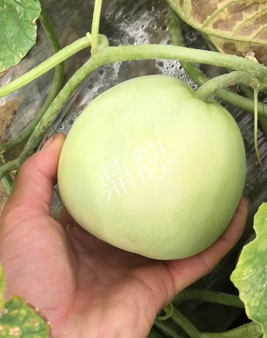 郴州農(nóng)戶種植新品種，果實(shí)又香又甜，很好賣
