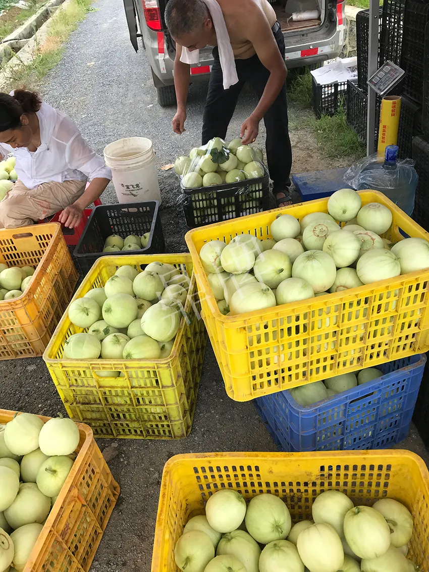 郴州農(nóng)戶種植新品種，果實(shí)又香又甜，很好賣