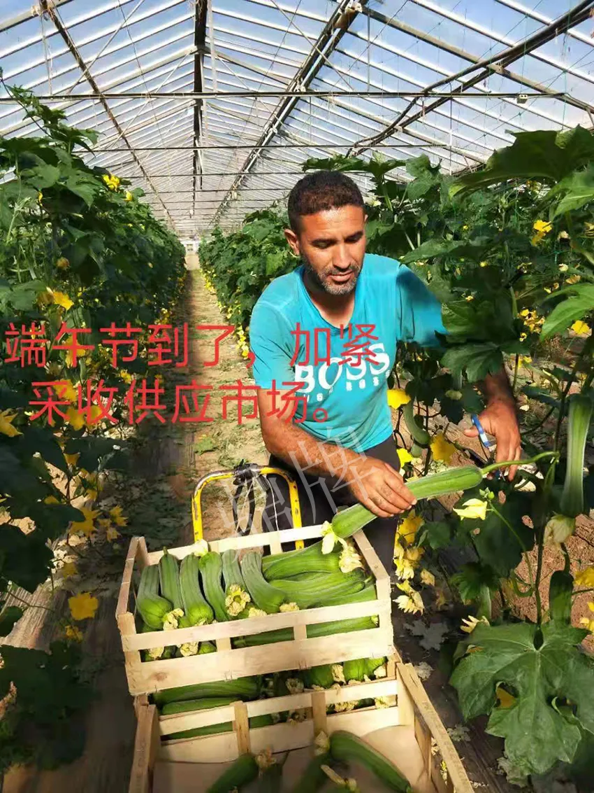 鎮(zhèn)江的何青萍，在法國種植“優(yōu)比1號”每公斤24元