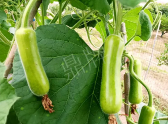 蔬菜種子種植戶客戶點評-科研人員發(fā)誓研究的一個抗高溫品種，您可能需要！