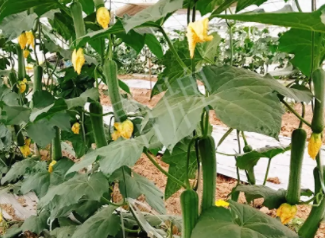 蔬菜種子種植戶客戶點評-一株結瓜30多個，價錢好，賺了！