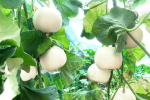 蔬菜種子種植戶客戶點評-丁老板說：種植這個品種，獲得了滿意的收入，確實“爽歪歪”