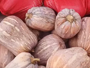 蔬菜種子種植戶客戶點評-今年，這個南瓜品種刷新了我的認知！您遇到過這種情況嗎？