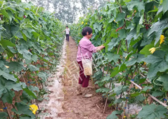 蔬菜種子種植戶客戶點評-85歲老奶奶，還是種植基地的領頭人，做的怎么樣？一起去看看…