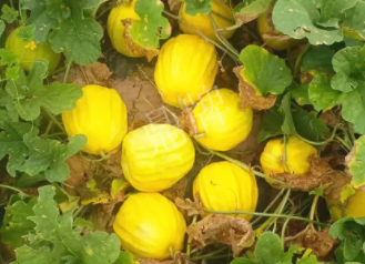 蔬菜種子種植戶客戶點評-瓜農說：“還得是這個品種??！”，什么品種讓種植戶如此感慨？